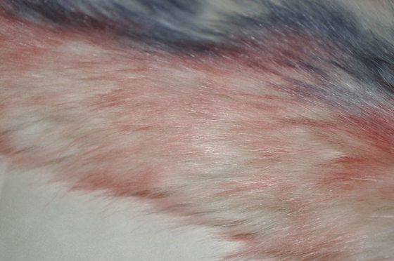 Haar-Plüsch 150cm Farben der Steigung drei stellen langer gefälschter Fox, entscheidende Wärme und Komfort für Winterausgangsdekor zur Verfügung