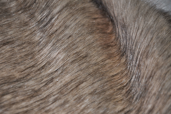 Haar-Plüsch 150cm Browns garantierte langer Fox-Faux, Qualität, holt Ihnen der entscheidenden Luxuserfahrung